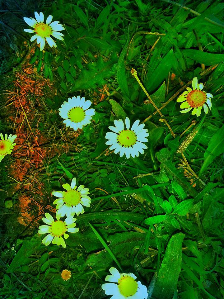 Sarıkaya Emirbey Köyü Resimleri 5