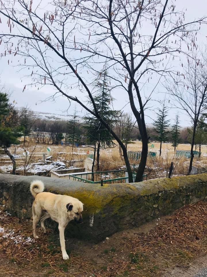 Sarıkaya Gündüzlü Köyü Resimleri 2