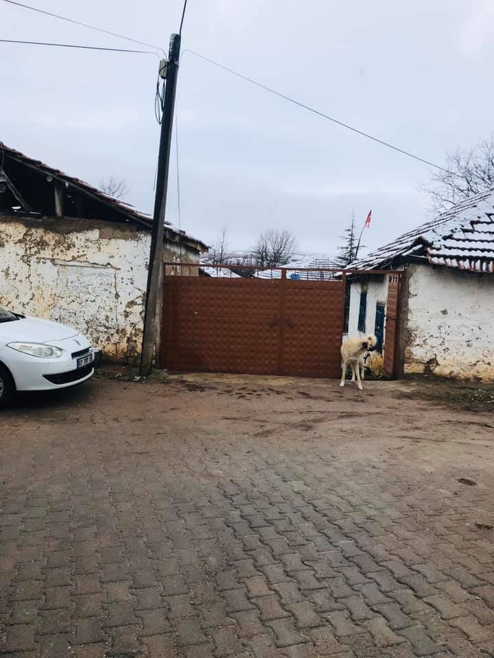 Sarıkaya Gündüzlü Köyü Resimleri 4