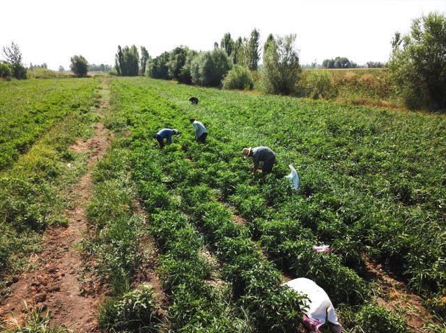 Iğdır Akyumak Köyü Resimleri 3