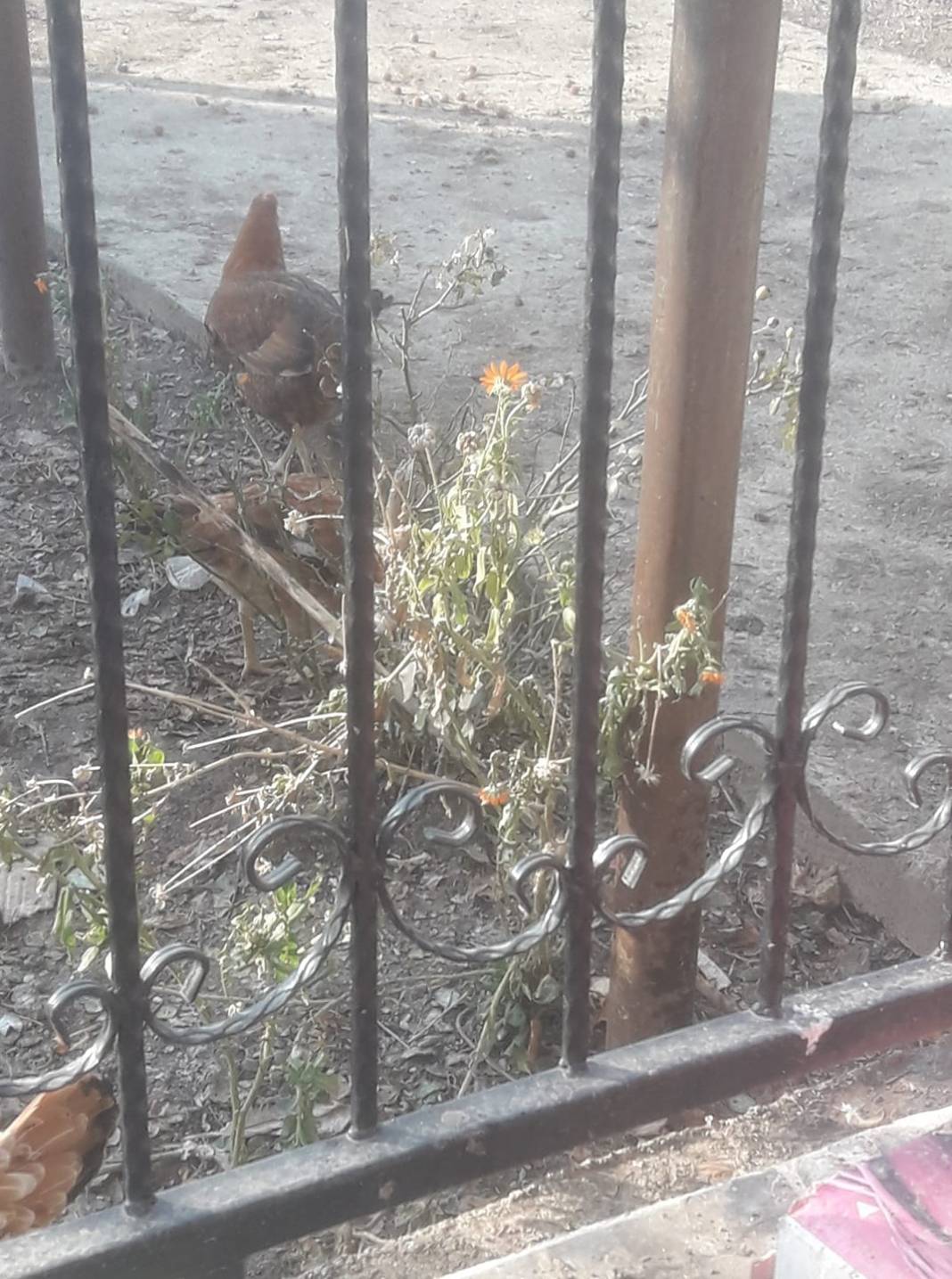 Iğdır Akyumak Köyü Resimleri 7