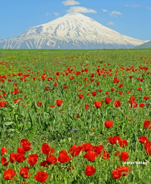 Iğdır Alibeyköy Köyü Resimleri 8