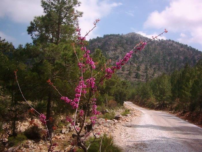 Gülnar Ardıçpınarı Köyü Resimleri 3