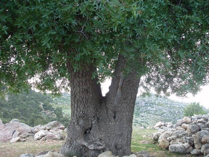 Gülnar Ardıçpınarı Köyü Resimleri 6