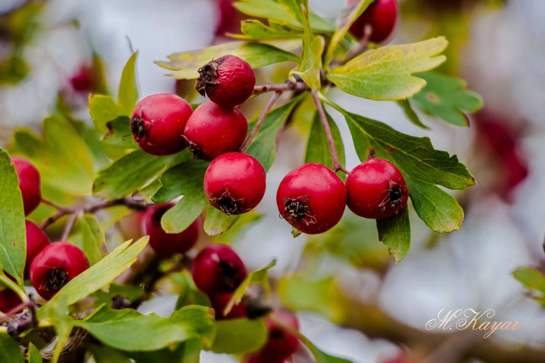 Gülnar Ardıçpınarı Köyü Resimleri 7