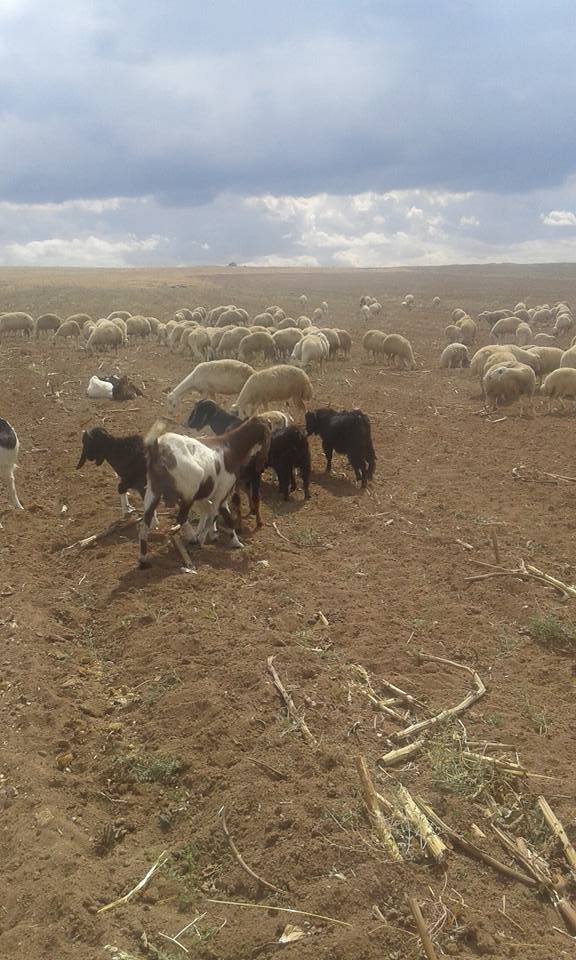 Sarıkaya Koçak Köyü Resimleri 3