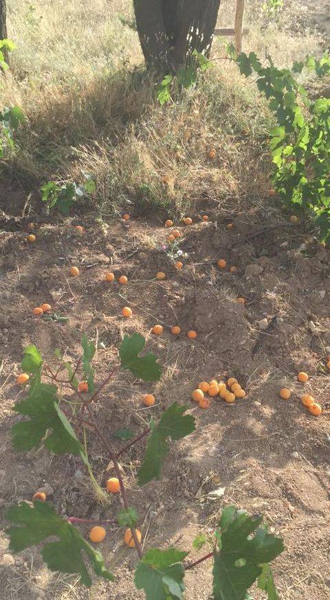 Sarıkaya Selimli Köyü Resimleri 13