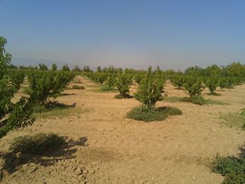 Ahmetli Alahıdır Köyü Resimleri 1