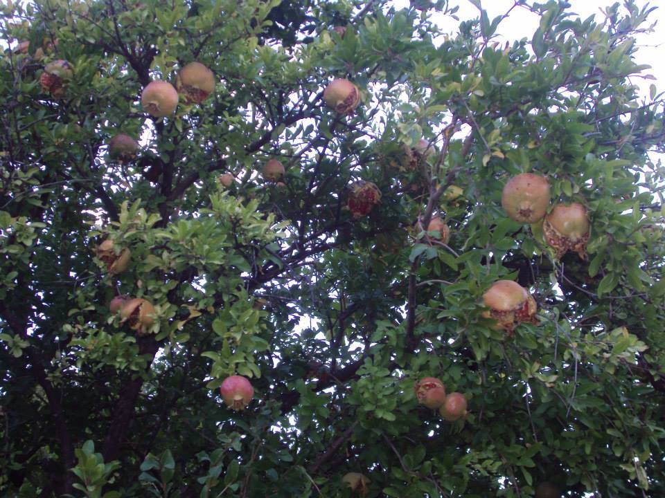 Gülnar Arıkuyusu Köyü Resimleri 1