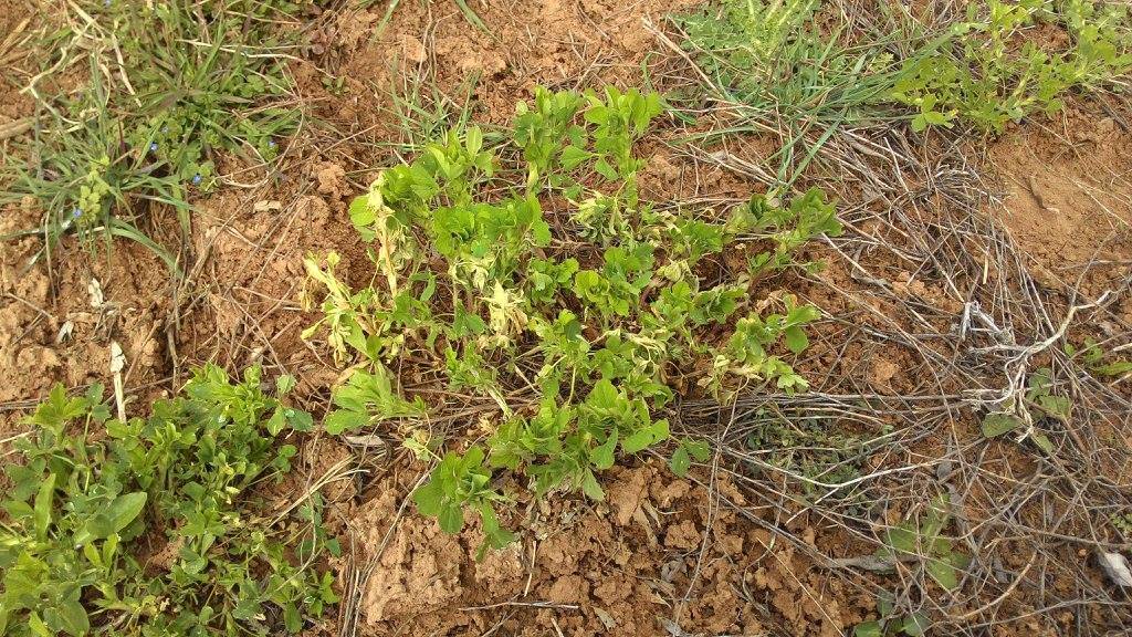 Sarıkaya Yukarısarıkaya Köyü Resimleri 4
