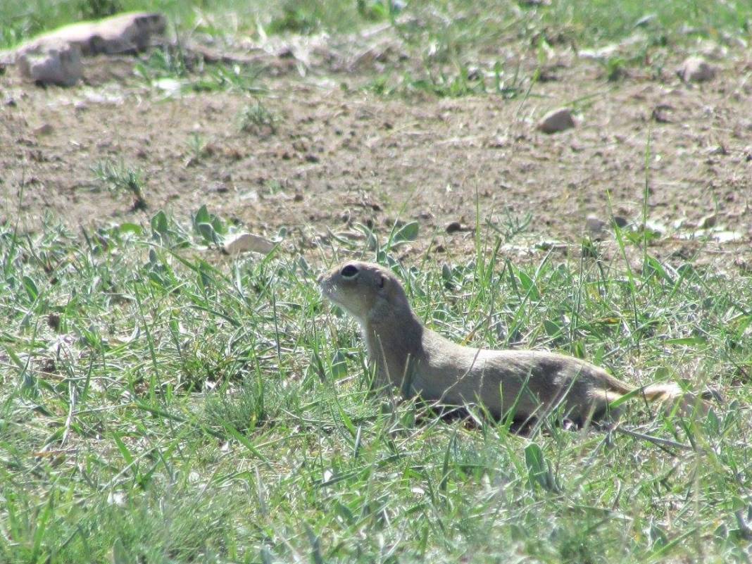 Sarıkaya Yukarısarıkaya Köyü Resimleri 5
