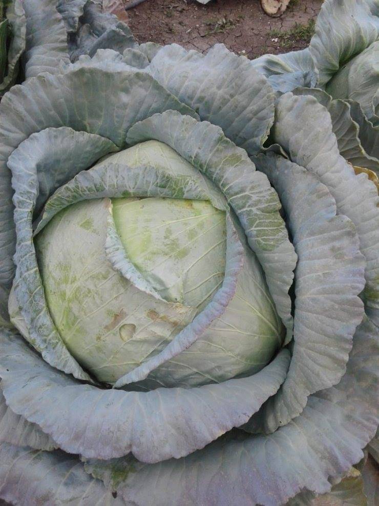 Sorgun Burunören Köyü Resimleri 2