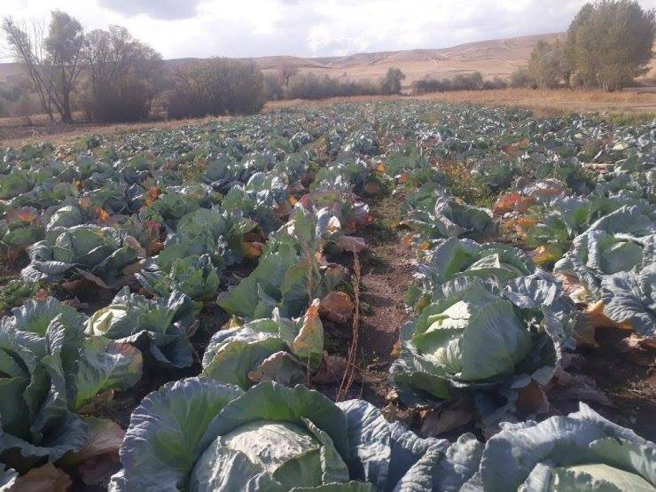 Sorgun Burunören Köyü Resimleri 3