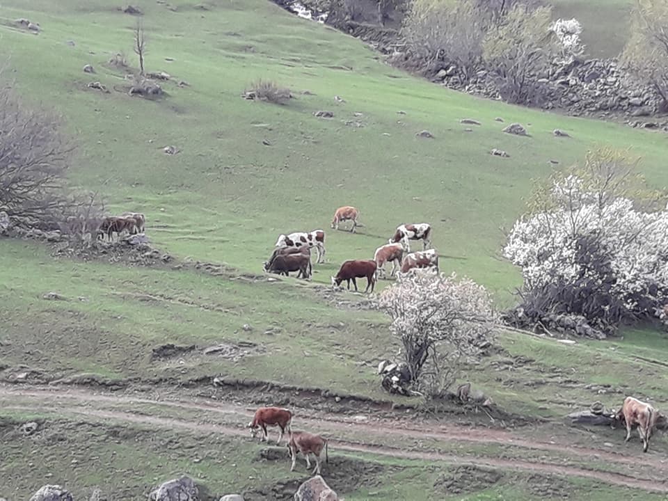 Ardahan Bağdaşan Köyü Resimleri 10