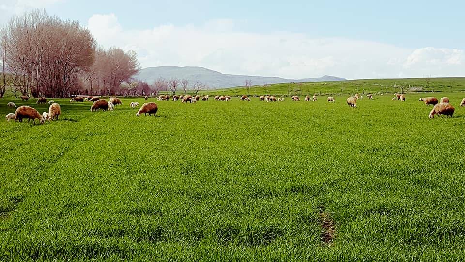 Sorgun Çakırhacılı Köyü Resimleri 1