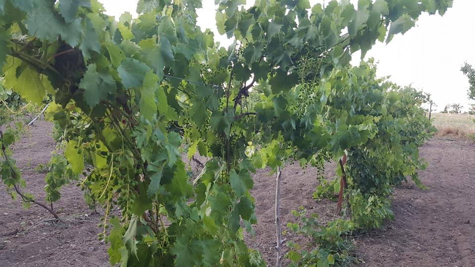 Sorgun Çakırhacılı Köyü Resimleri 10