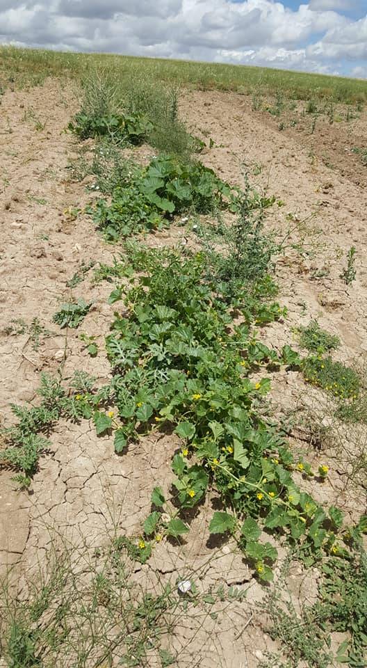 Sorgun Çakırhacılı Köyü Resimleri 11