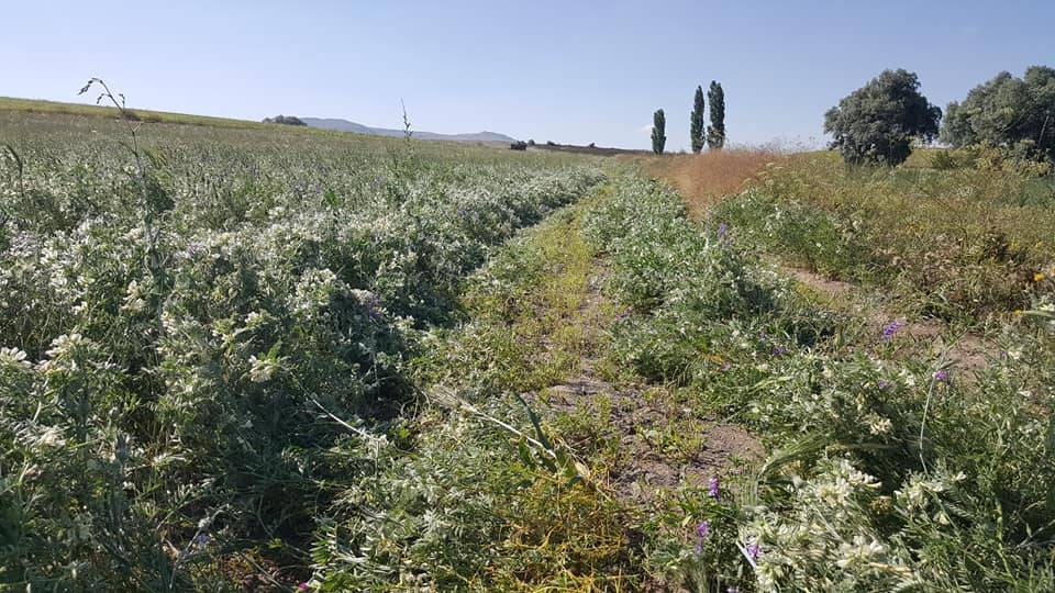 Sorgun Çakırhacılı Köyü Resimleri 8