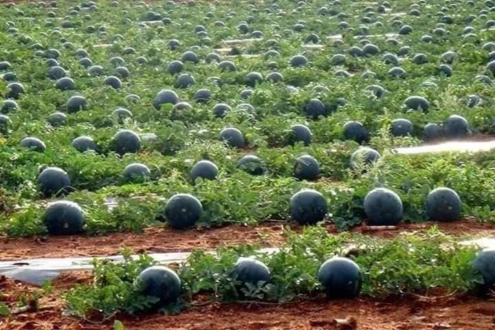 Iğdır Bayraktutan Köyü Resimleri 1