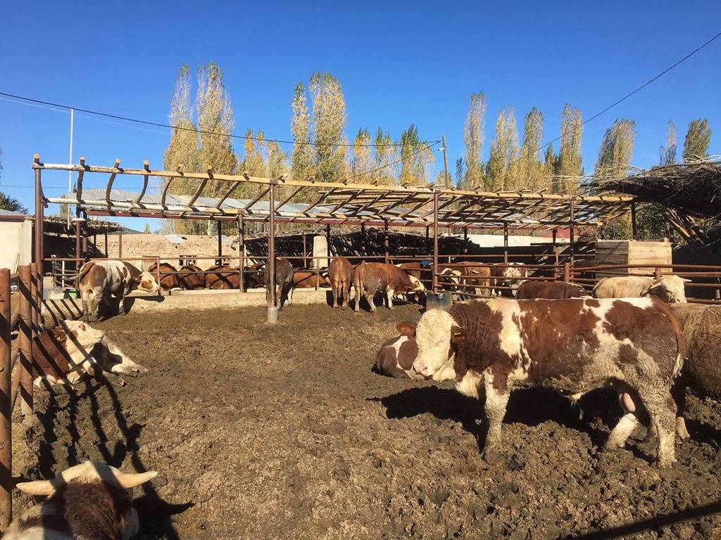 Iğdır Bayraktutan Köyü Resimleri 8