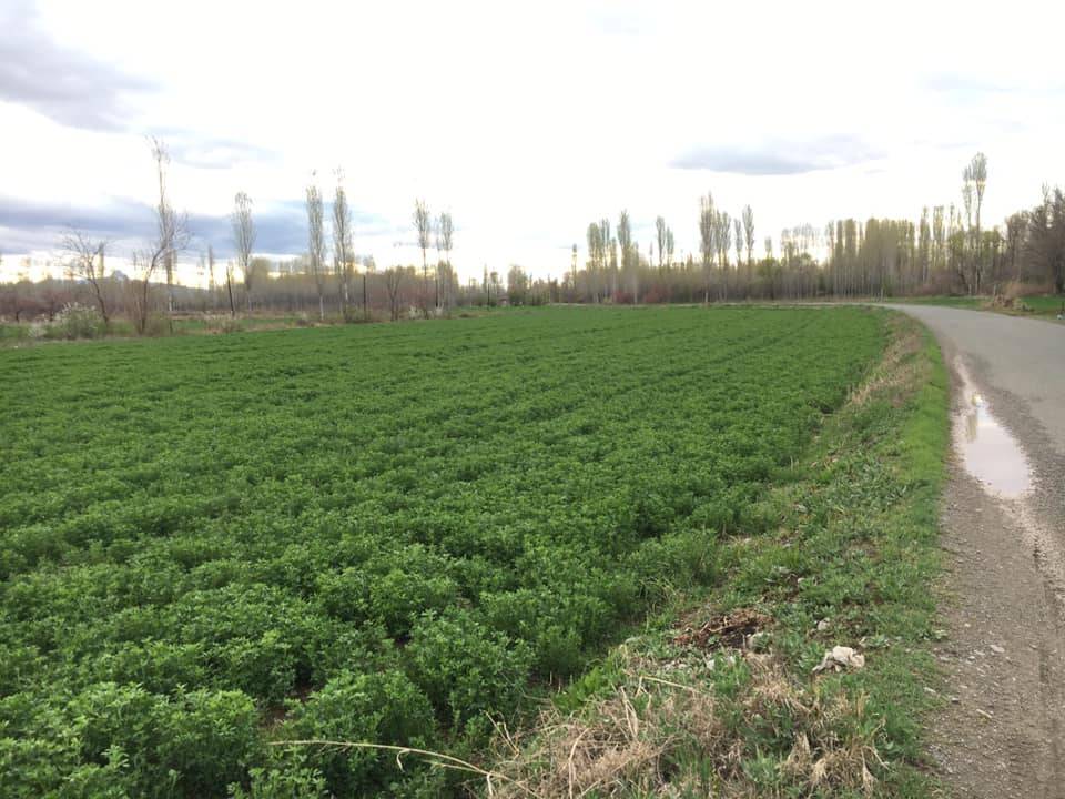 Iğdır Kasımcan Köyü Resimleri 4