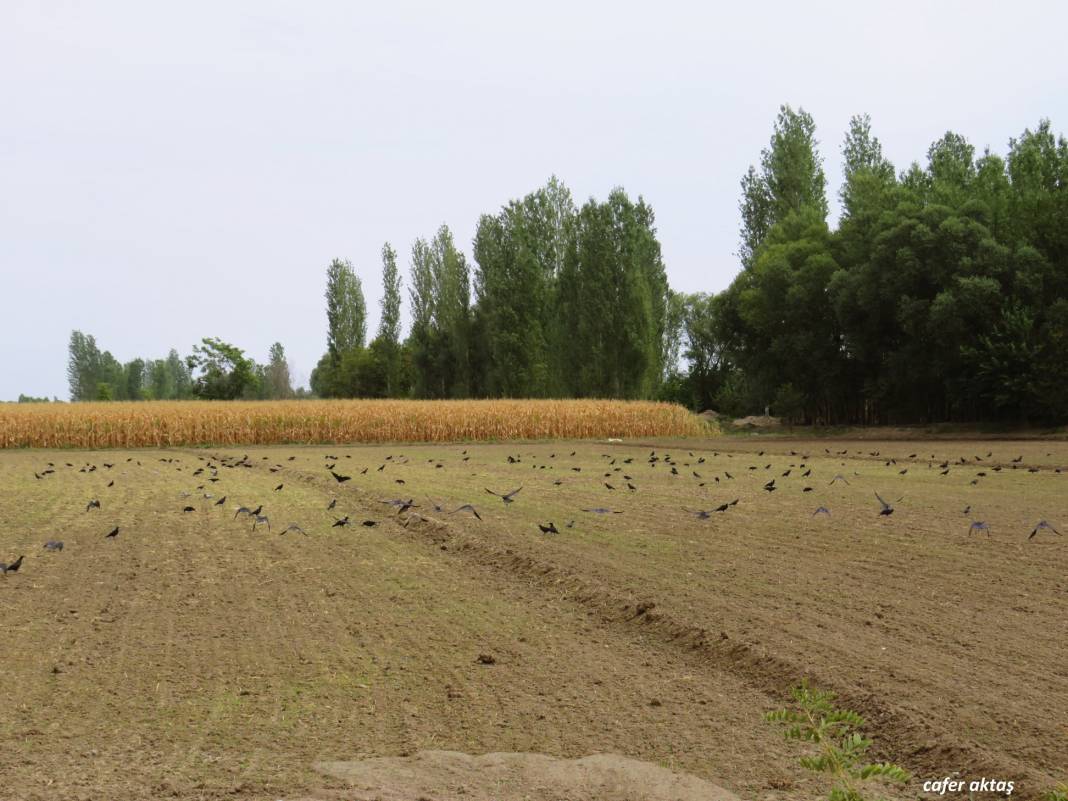 Iğdır Necefali Köyü Resimleri 8