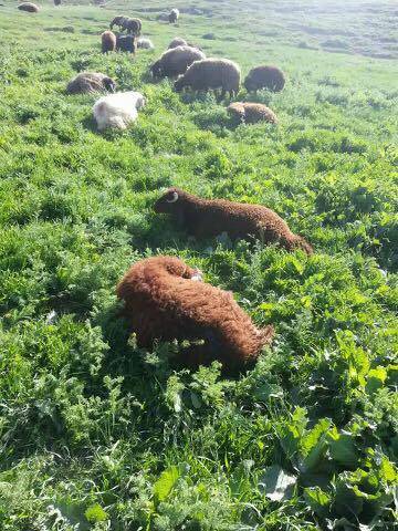 Iğdır Örüşmüş Köyü Resimleri 2