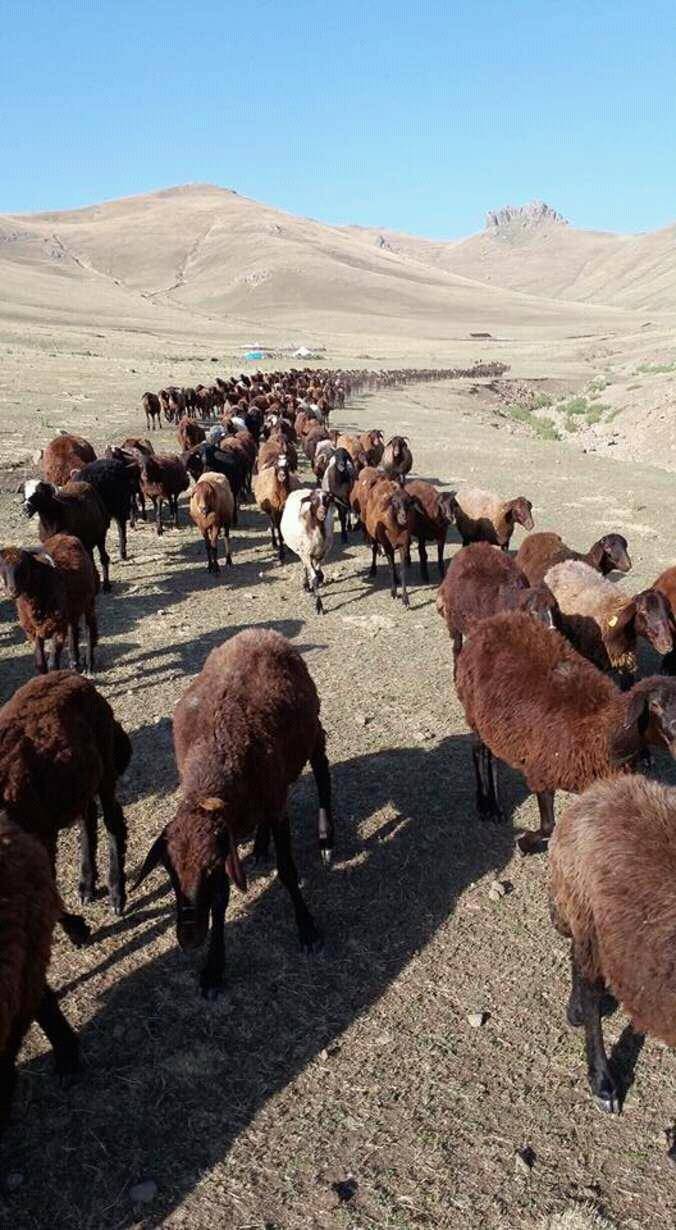 Iğdır Pınarbaşı Köyü Resimleri 8