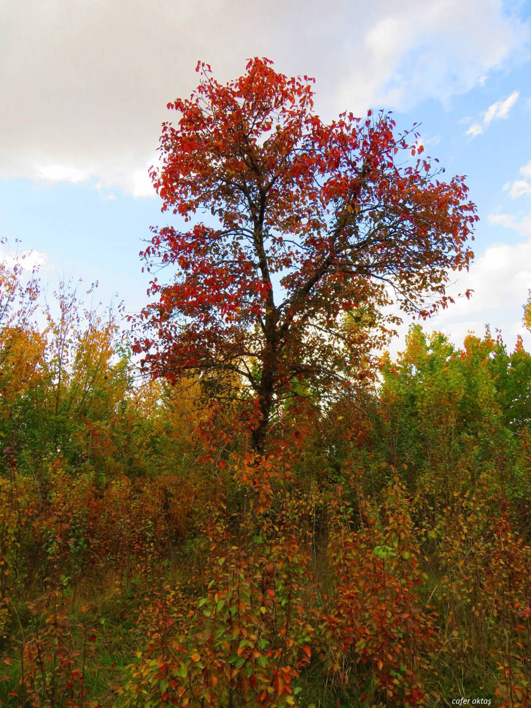 Iğdır Sarıçoban Köyü Resimleri 5