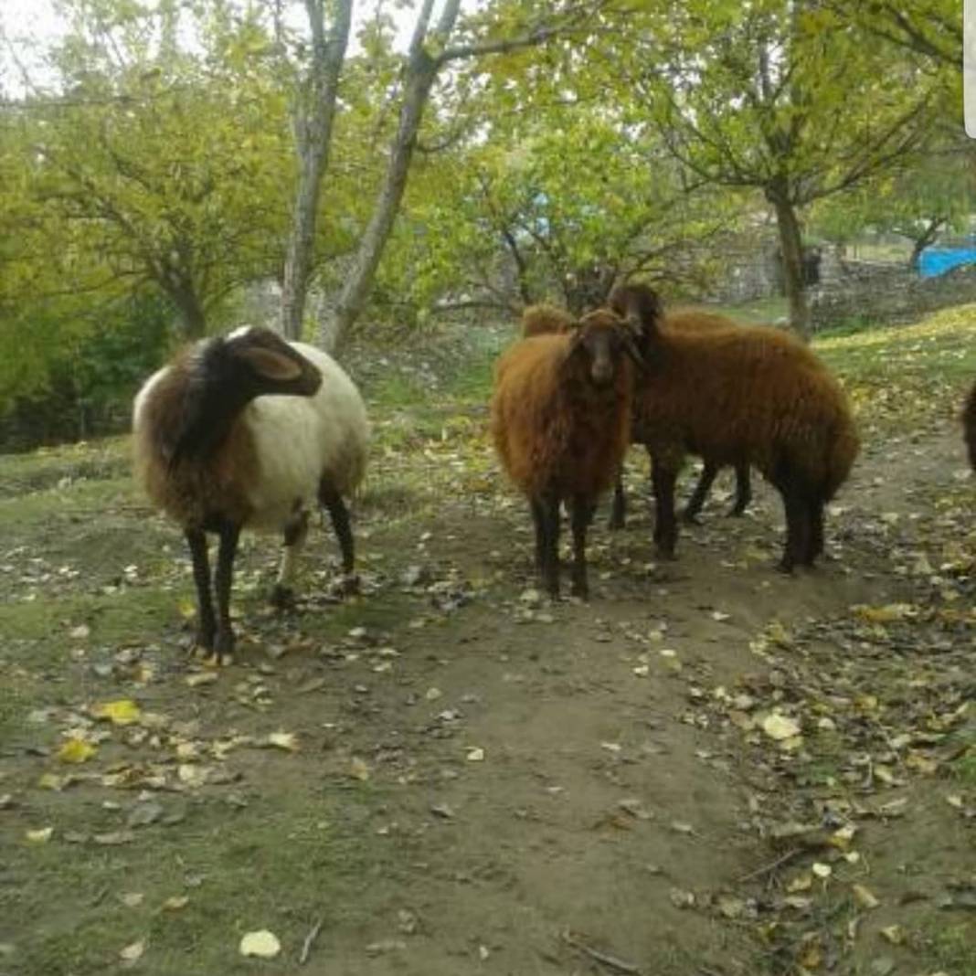 Iğdır Suveren Köyü Resimleri 11