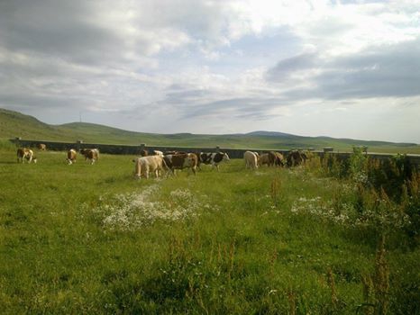Ardahan Beşiktaş Köyü Resimleri 3