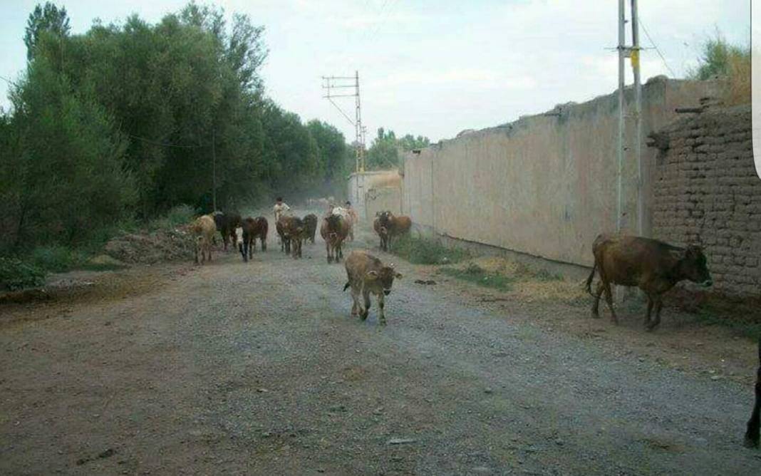 Iğdır Tacirli Köyü Resimleri 2