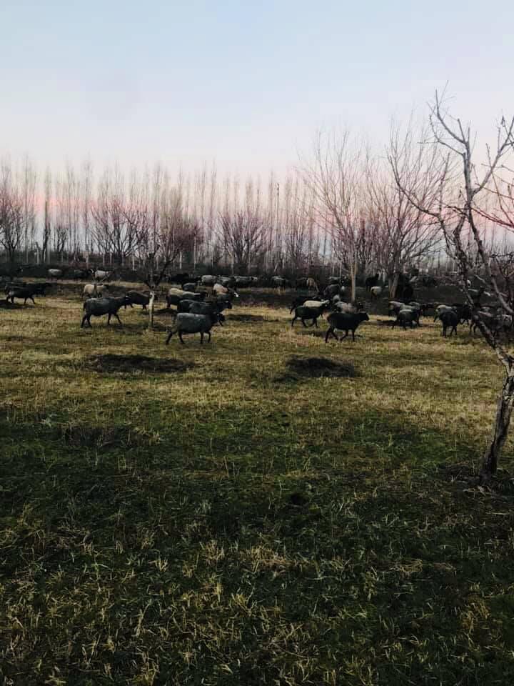 Iğdır Yaycı Köyü Resimleri 3