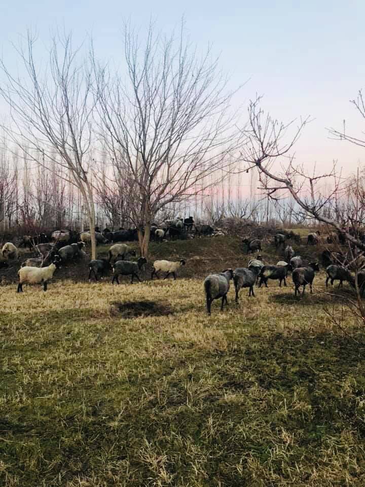 Iğdır Yaycı Köyü Resimleri 4