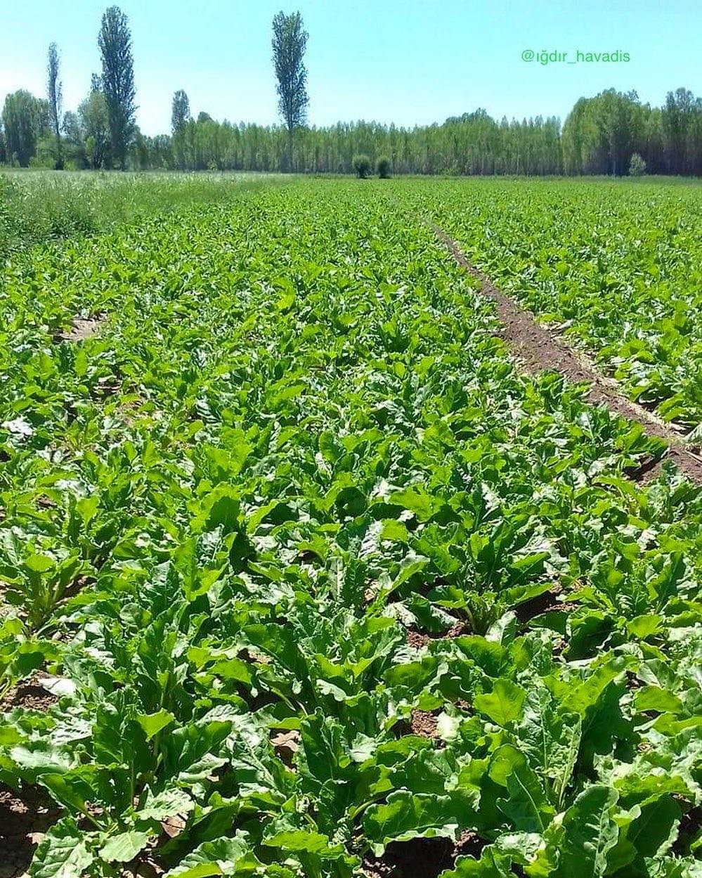 Iğdır Yüzbaşılar Köyü Resimleri 4