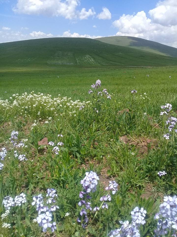 Ardahan Büyüksütlüce Köyü Resimleri 5