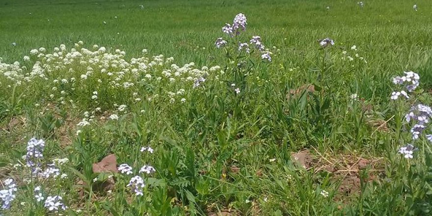 Ardahan Büyüksütlüce Köyü Resimleri