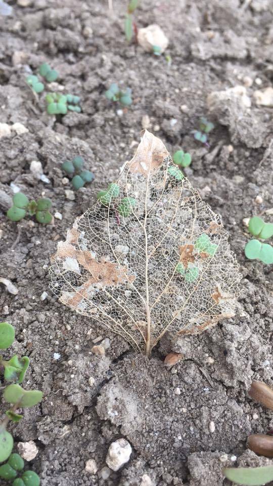 Sorgun Gümüşkavak Köyü Resimleri 4