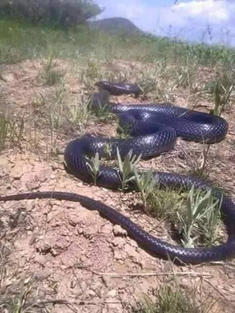 Aralık Gödekli Köyü Resimleri 2