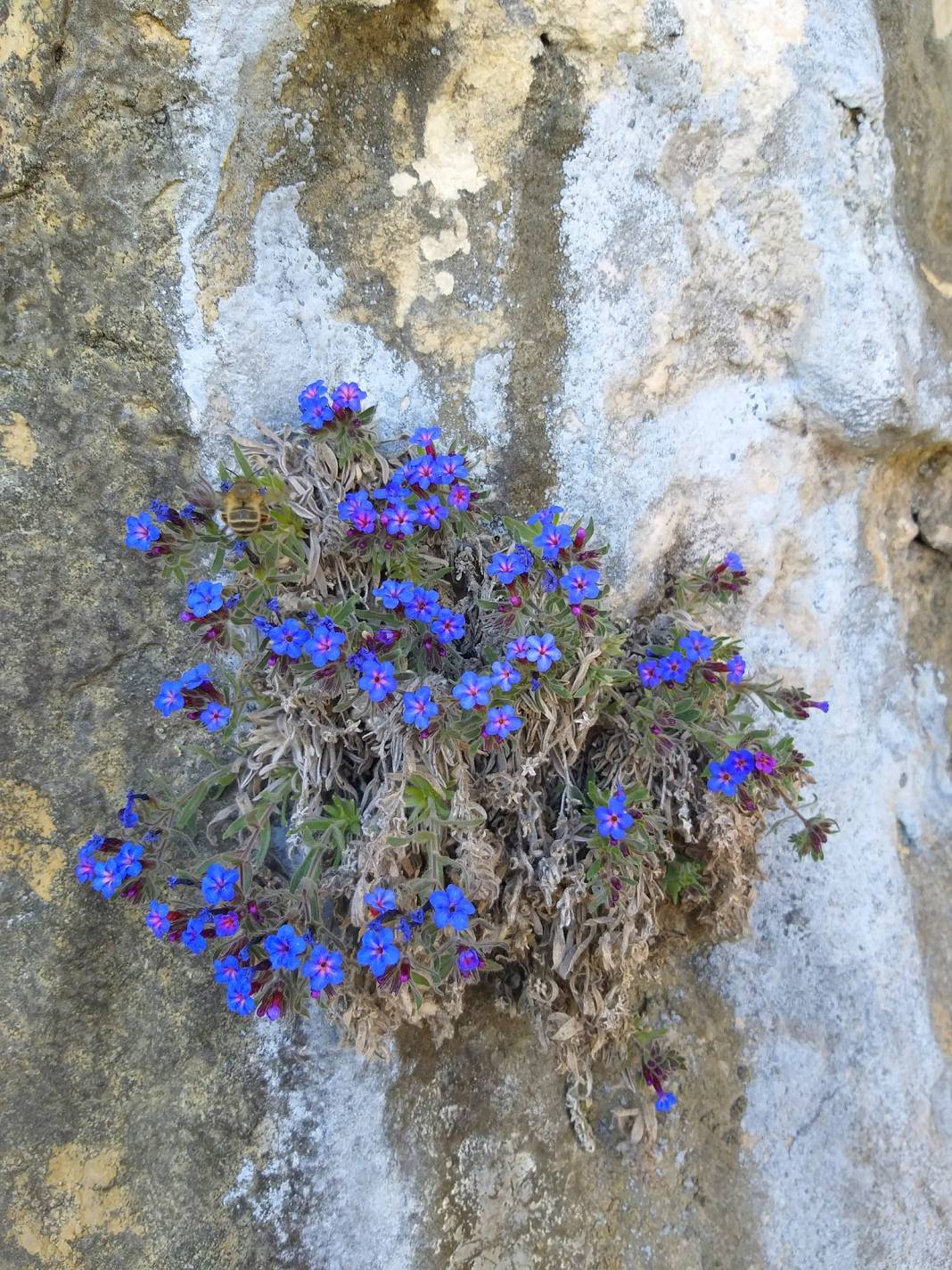 Gülnar Mollaömerli Köyü Resimleri 8