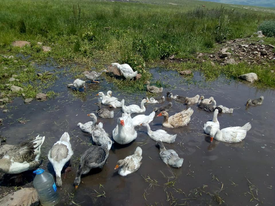 Ardahan Çamlıçatak Köyü Resimleri 3