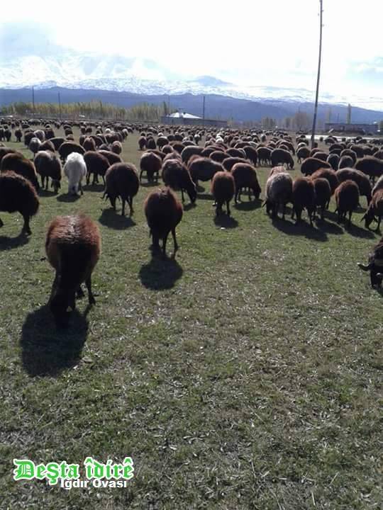 Aralık Kırçiçeği Köyü Resimleri 3