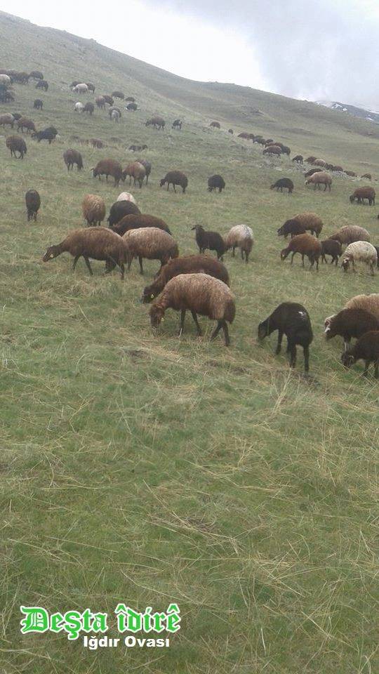 Aralık Kırçiçeği Köyü Resimleri 5
