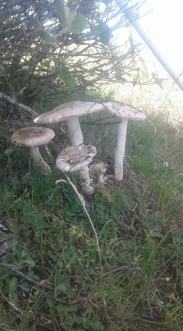 Sorgun Karalık Köyü Resimleri 4