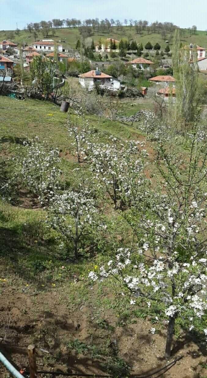 Sorgun Karalık Köyü Resimleri 6