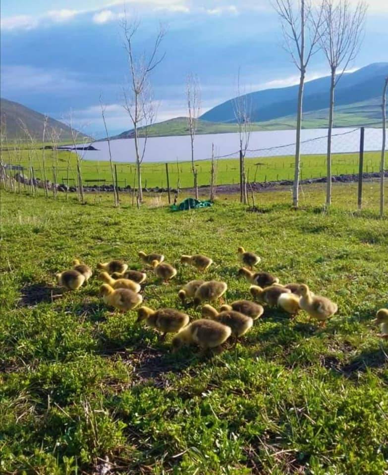 Tuzluca Abbasgöl Köyü Resimleri 6