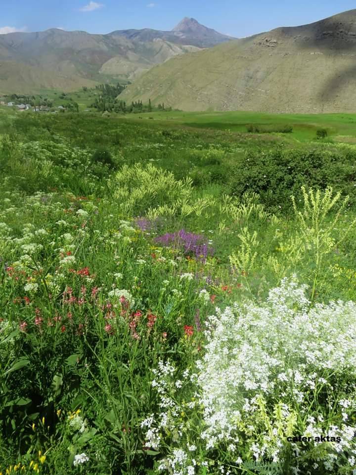 Tuzluca Akdeğirmen Köyü Resimleri 3