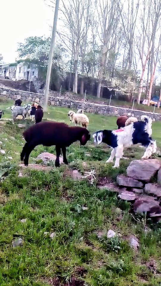 Tuzluca Aliköse Köyü Resimleri 3