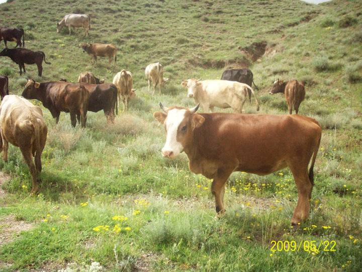 Tuzluca Aşağıaktaş Köyü Resimleri 14