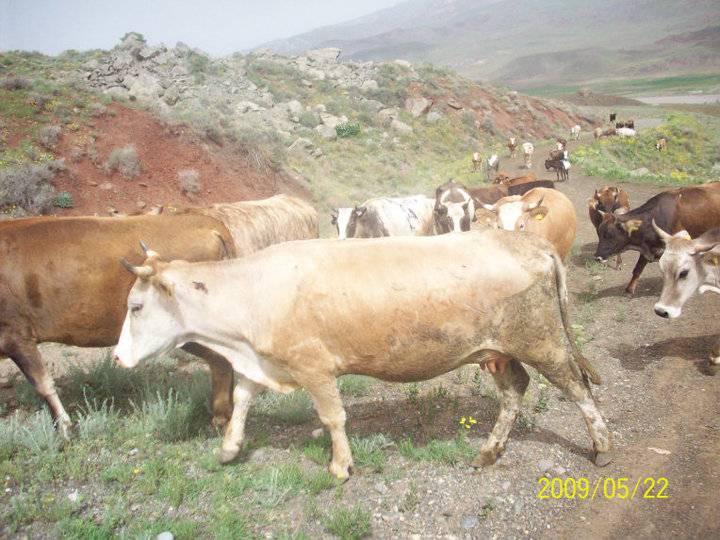 Tuzluca Aşağıaktaş Köyü Resimleri 19